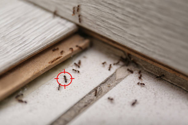 Best Best Pest Control Companies  in Bay Minette, AL