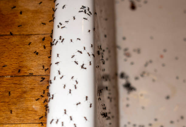 Best Residential Pest Control  in Bay Minette, AL