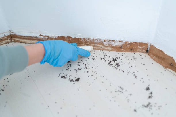 Best Pest Control for Homes  in Bay Minette, AL